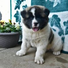 sweet Akita puppies