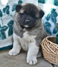 Adorable and cuddly Akita puppies