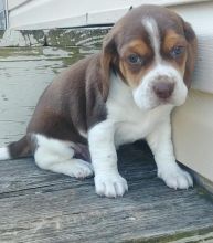 Adorable beagle puppies