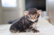 affectionate and playful Maine coon kittens