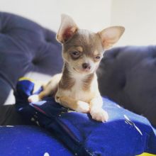 amazing chihuahua puppies for adoption