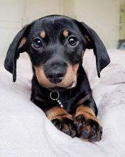 Amazing dachshund puppies for adoption.