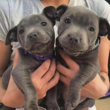 Amazing Male and Female American Blue Nose Pit bull Puppies for adoption