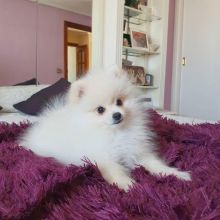 Amazing Pomeranian Puppies