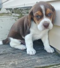 Beautiful beagle Pups ready