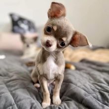 Charming Chihuahua puppies are now ready