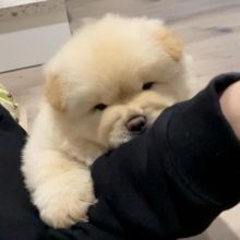 CHOW CHOW PUPPIES FOR FREE ADOPTION