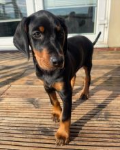 Doberman Pinscher puppies available for adoption.