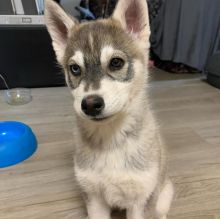 Excellent Siberian Husky puppies for adoption
