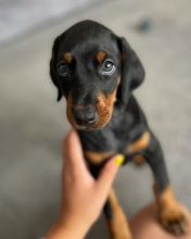 Intelligent Doberman Pinscher Puppies for adoption