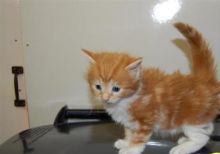 Litter trained Maine coon kittens