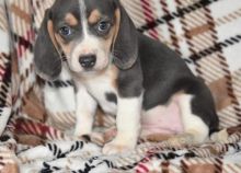 playful beagle puppies