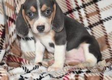 purebred Beagle puppies