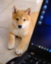 Shiba inu puppies for adoption