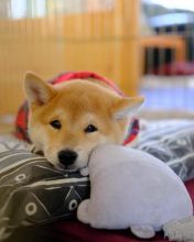 Shiba Inu Puppies - Updated On All Shots Available For Rehoming
