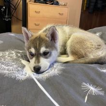 Siberian Husky Puppies