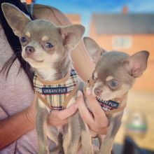Two Chihuahua puppies available