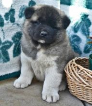 very well socialized Akita pups