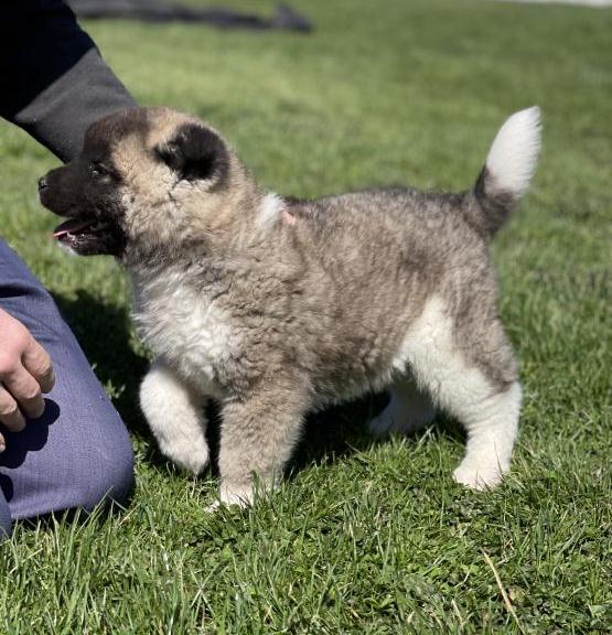 Akita puppies available Image eClassifieds4u