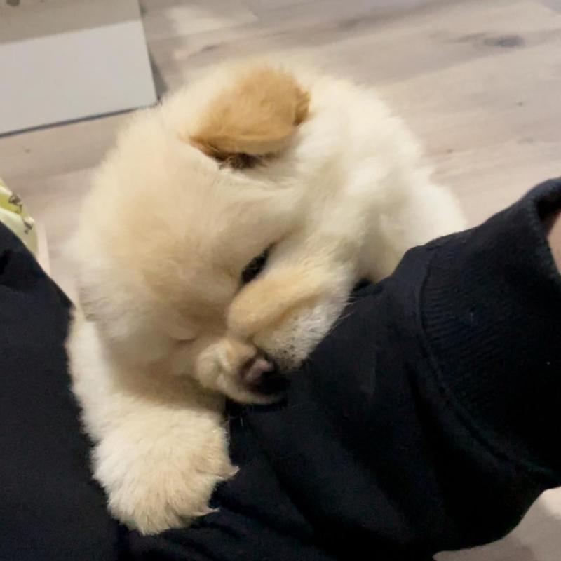 Amazing Amazing Chow Chow Puppies Available Puppies Available Image eClassifieds4u