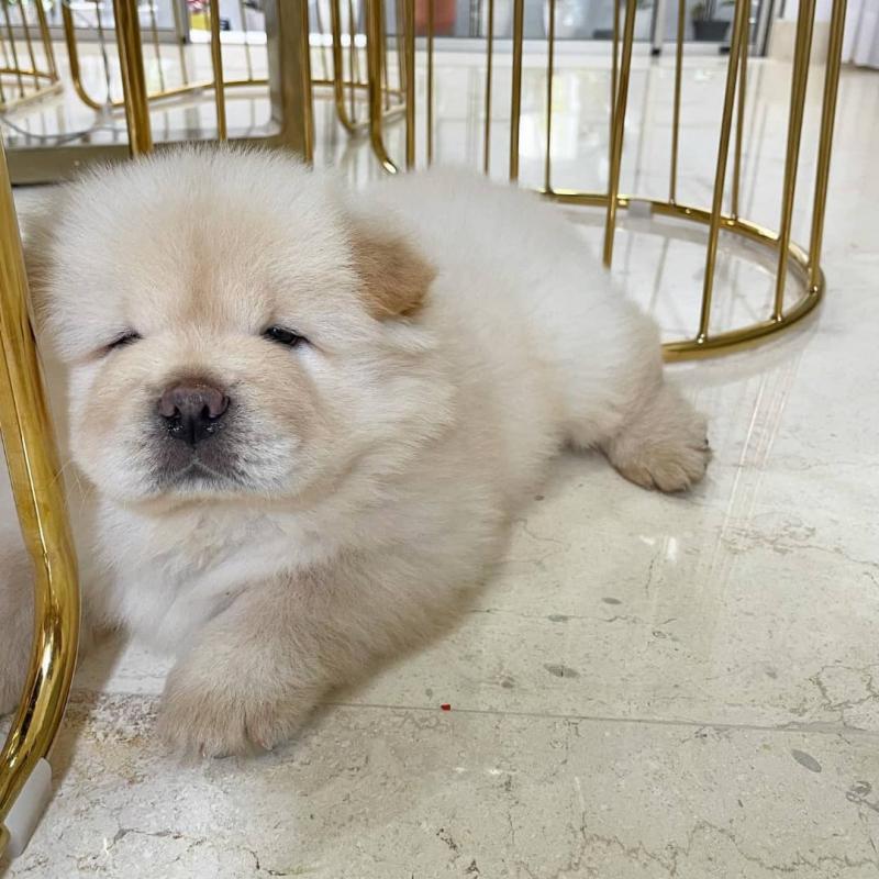 Cute Chow Chow Puppies Available Image eClassifieds4u