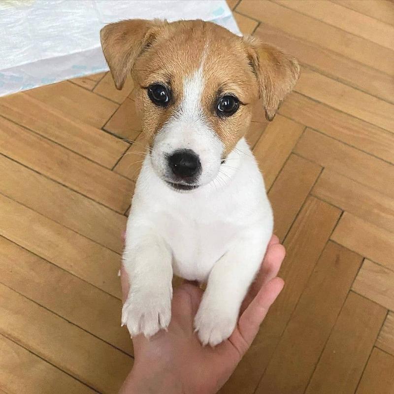 Jack Russell puppies Image eClassifieds4u