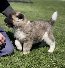 smart Akita puppies Image eClassifieds4u 1