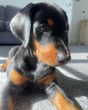 Beautiful Doberman Puppies Image eClassifieds4u 2