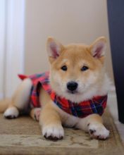 Shiba Inu Puppies - Updated On All Shots Available For Rehoming Image eClassifieds4u 1