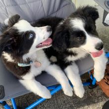 There are male and female Border Collie pups. Image eClassifieds4U