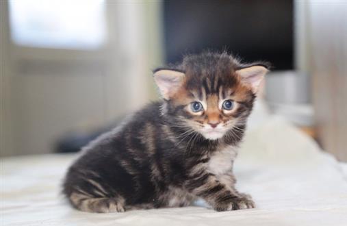 Male and female Maine coon kittens Image eClassifieds4u