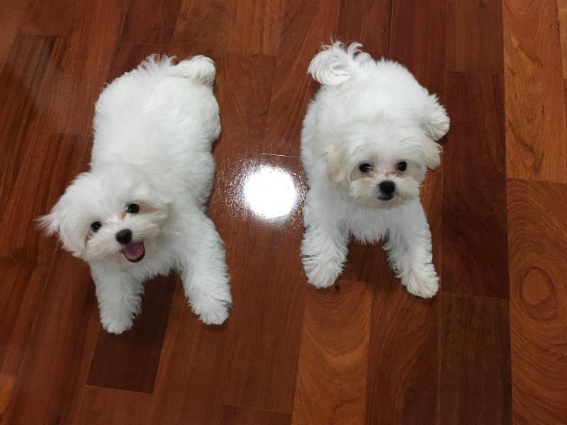Male and female Maltese puppies available. Image eClassifieds4u