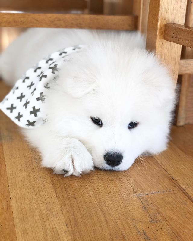 Samoyed puppies, male and female for adoption Image eClassifieds4u
