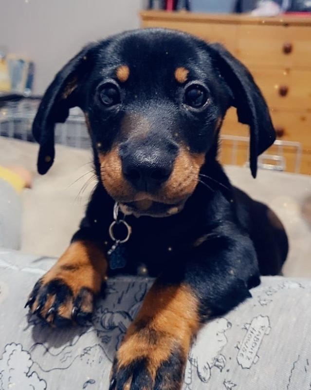 Smooth coat Dachshund Puppies available Image eClassifieds4u