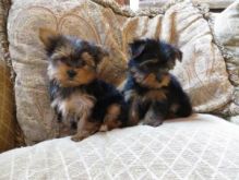 12 weeks old male and female Yorkie Puppies