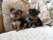 Adorable teacup Yorkie puppies