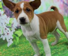 Full of energy basenji puppies