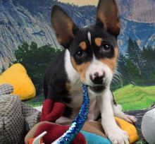 good-natured Basenji puppies