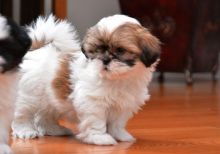 Shih-Tzu puppies for adoption
