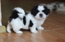 Shih-Tzu puppies for adoption