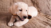 Two Gorgeous Pedigree Labrador Puppies.