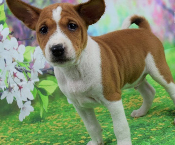 healthy and ready to meet you! Basenji puppies Image eClassifieds4u