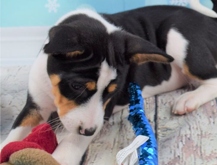 healthy and ready to meet you! Basenji puppies Image eClassifieds4u