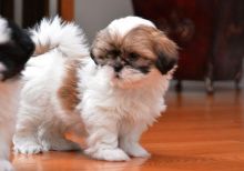 Shih-Tzu puppies for adoption Image eClassifieds4u 1