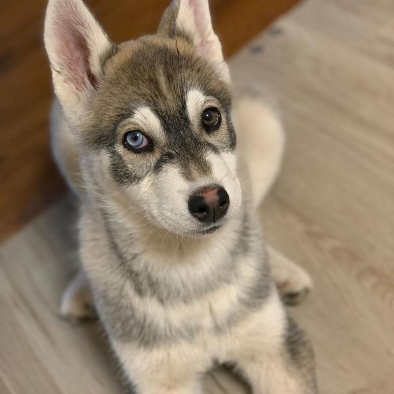 Blue Eyed Siberian Husky Puppies Available ??Delivery possible?? Image eClassifieds4u