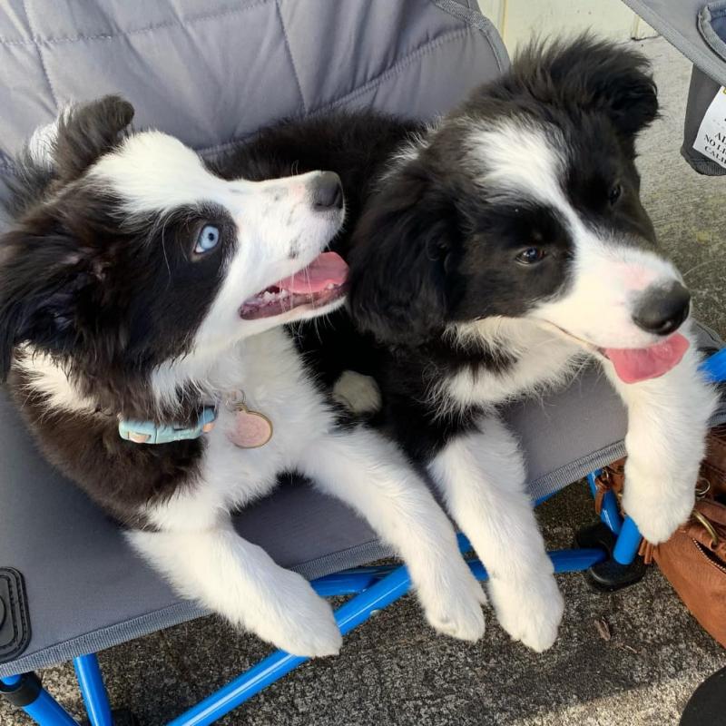 C.K.C MALE AND FEMALE BORDER COLLIE PUPPIES AVAILABLE Image eClassifieds4u