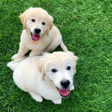 Charming Ckc Golden retriever Puppies