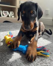Friendly Doberman puppies for homes