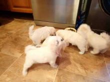 Adorable Maltese Pups ready for New Home! Email cheyannefennell292@gmail.com or text (626)-655-3479