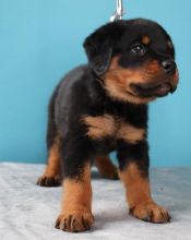 sweet Rottie puppies